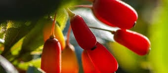 CelluFend ingredient